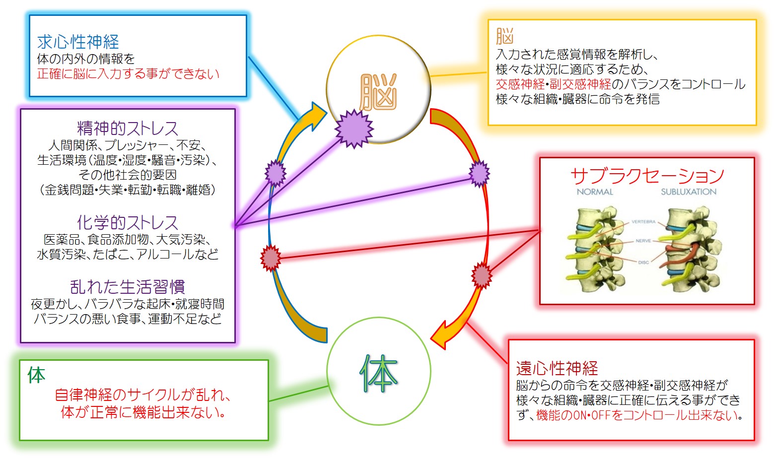 やさしい自律神経生理学 命を支える仕組み やさしい自律神経生理学―命を支える仕組み | 鈴木 郁子 |本